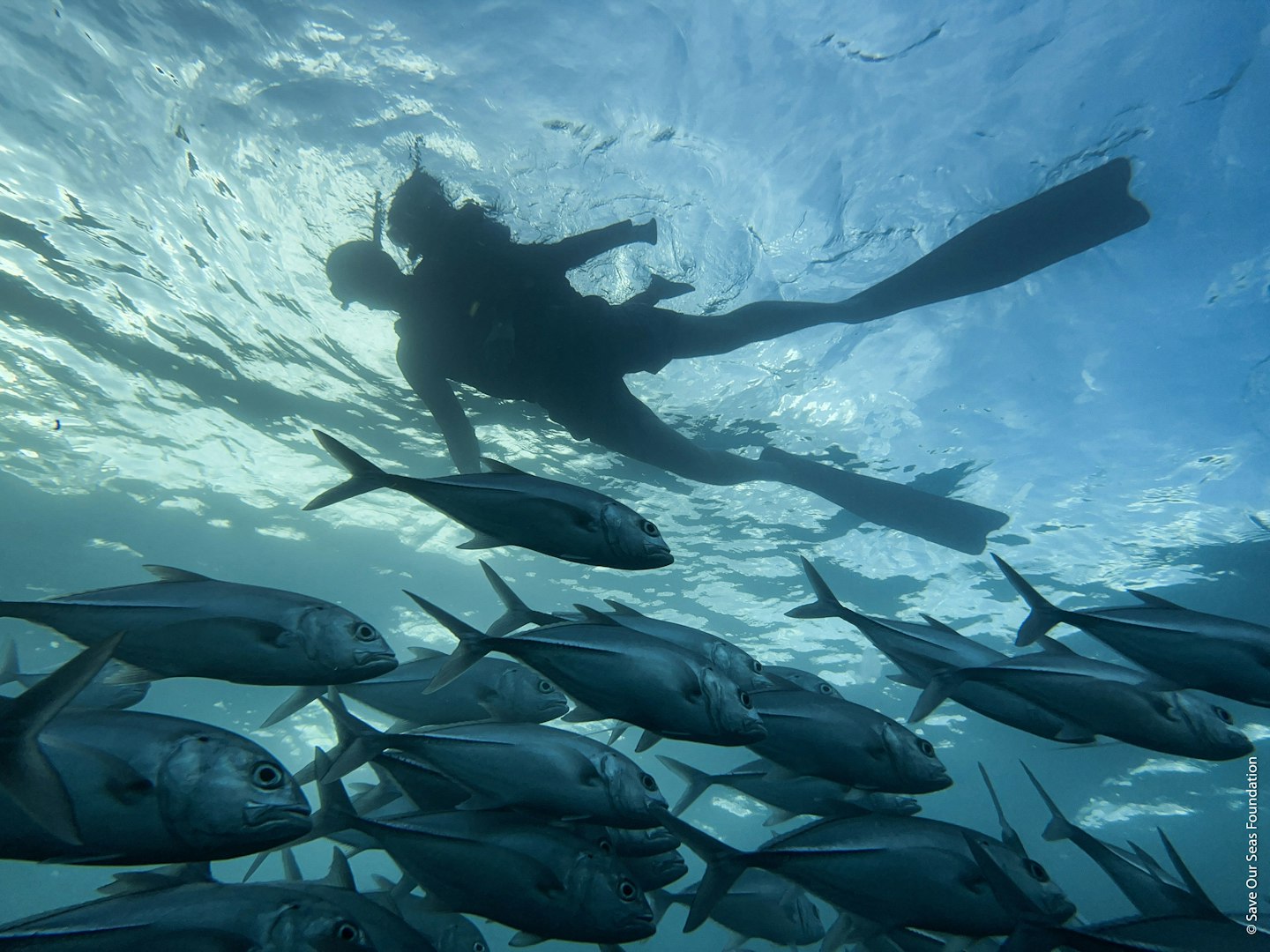 OCEAN24_V10_Older Than Trees_1_©Save Our Seas Foundation.jpg