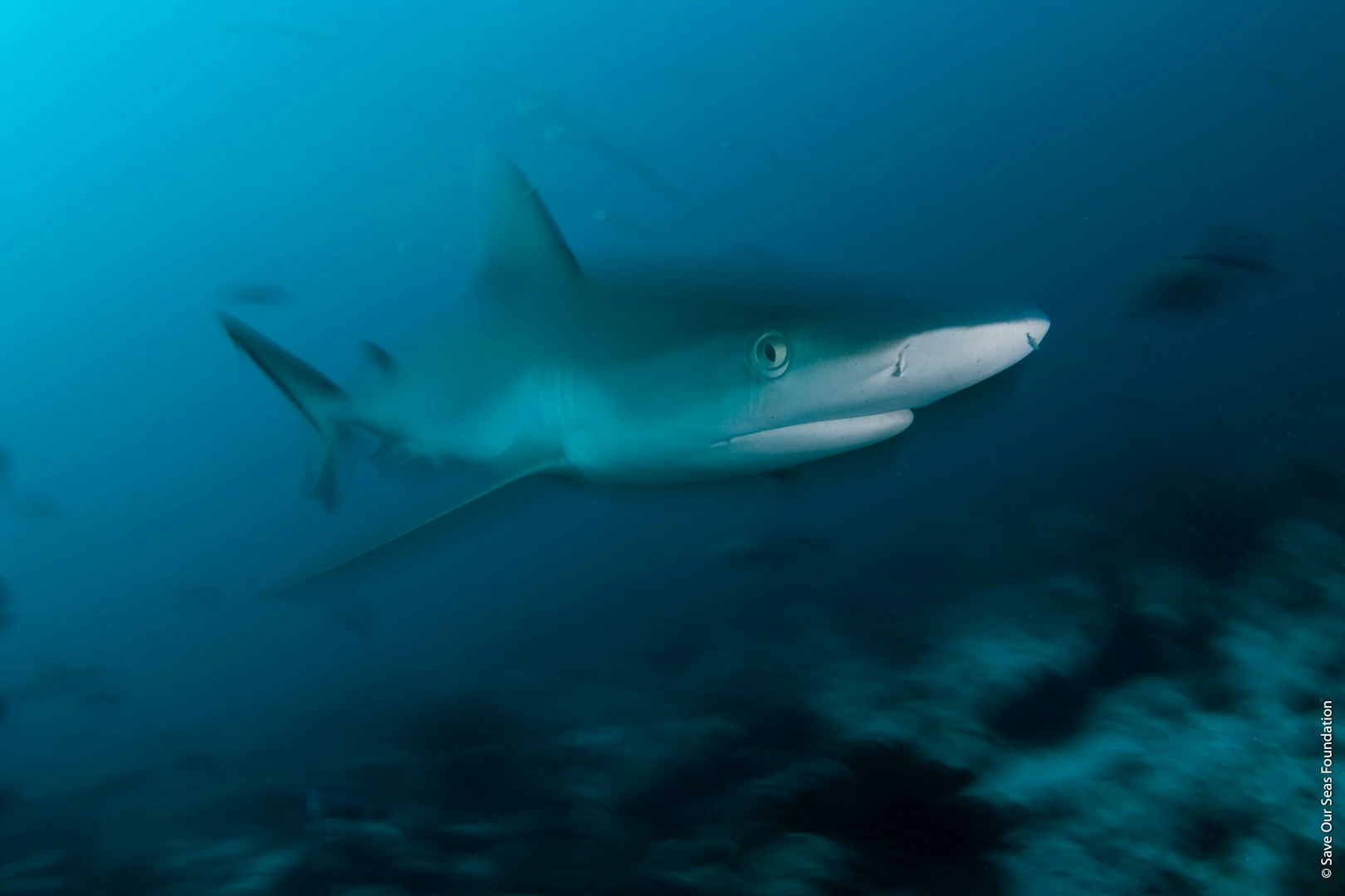 OCEAN24_V10_Older Than Trees_3_©Save Our Seas Foundation.jpg